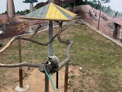 -西霞口神雕山野生动物世界