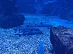 -多彩贵州城极地海洋世界