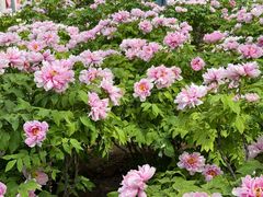 -洛阳市隋唐城遗址植物园