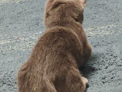 -瑞派·关忠动物医院·猫专科·犬专科(三环新城店)