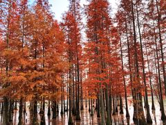 -白鹭湾湿地公园