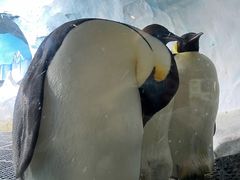-海合安成都极地海洋公园