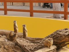 -北京野生动物园