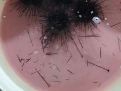 -霞涌市场海鲜摆卖区