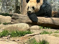 -都江堰中华大熊猫苑