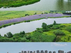 -洋湖国家湿地公园