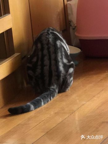 地理位置：猫吃鱼狗吃肉奥特曼打小怪兽