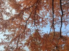 -白水寺森林公园