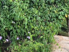-广西壮族自治区药用植物园