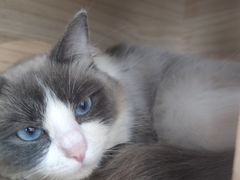 -喵宠乐园·撸猫互动·猫舍