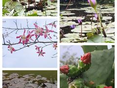 -东莞植物园
