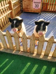 -萌宠亲子动物乐园(槐房万达店)