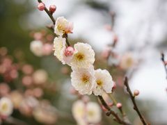 -无锡梅园公园