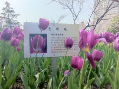 -院士公园