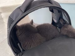 -中农国际动物医院24小时·猫科·骨科·急重症中心