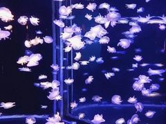 -太平洋海底世界