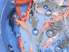 -华声天桥民俗文化园