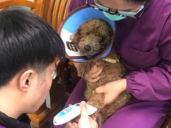 -达爱动物医院·犬猫分区·CT·复杂眼科(远洋山水分院)