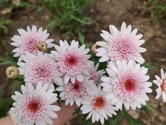 -鹅湖玫瑰文化园