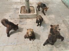 -西霞口神雕山野生动物世界