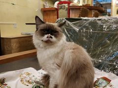 -猫色咖啡·猫咖