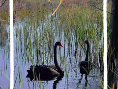 -昆山城市生态森林公园