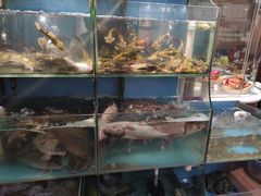 水产区-光辉公鸡馆(事业小区店)