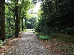 -龙井村