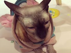 -李小姐の猫咖啡馆(五角场店)