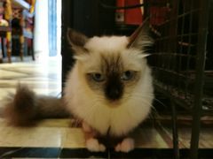 -猫色咖啡·猫咖