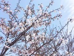 -南汇桃花村