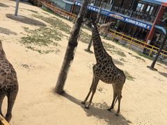 -西霞口神雕山野生动物世界