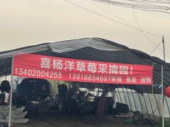 -喜杨洋草莓采摘园