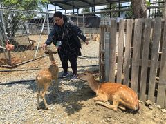 -鹿境梅花鹿生态园区