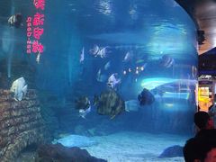 -烟台海昌鲸鲨海洋公园