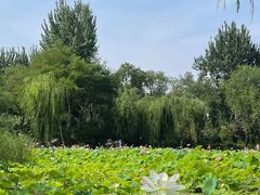 -莲湖公园
