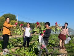 -庞各庄翠芳园西瓜蔬菜基地采摘园