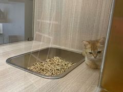 -飞行喵MR PILOT|猫舍·猫咖(静安大融城店)