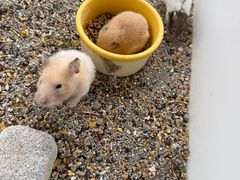 -中环花鸟鱼虫市场