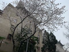 -武汉大学-樱园