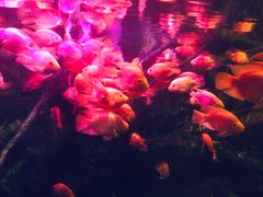 -梦幻海洋王国(吾悦广场张家港店)