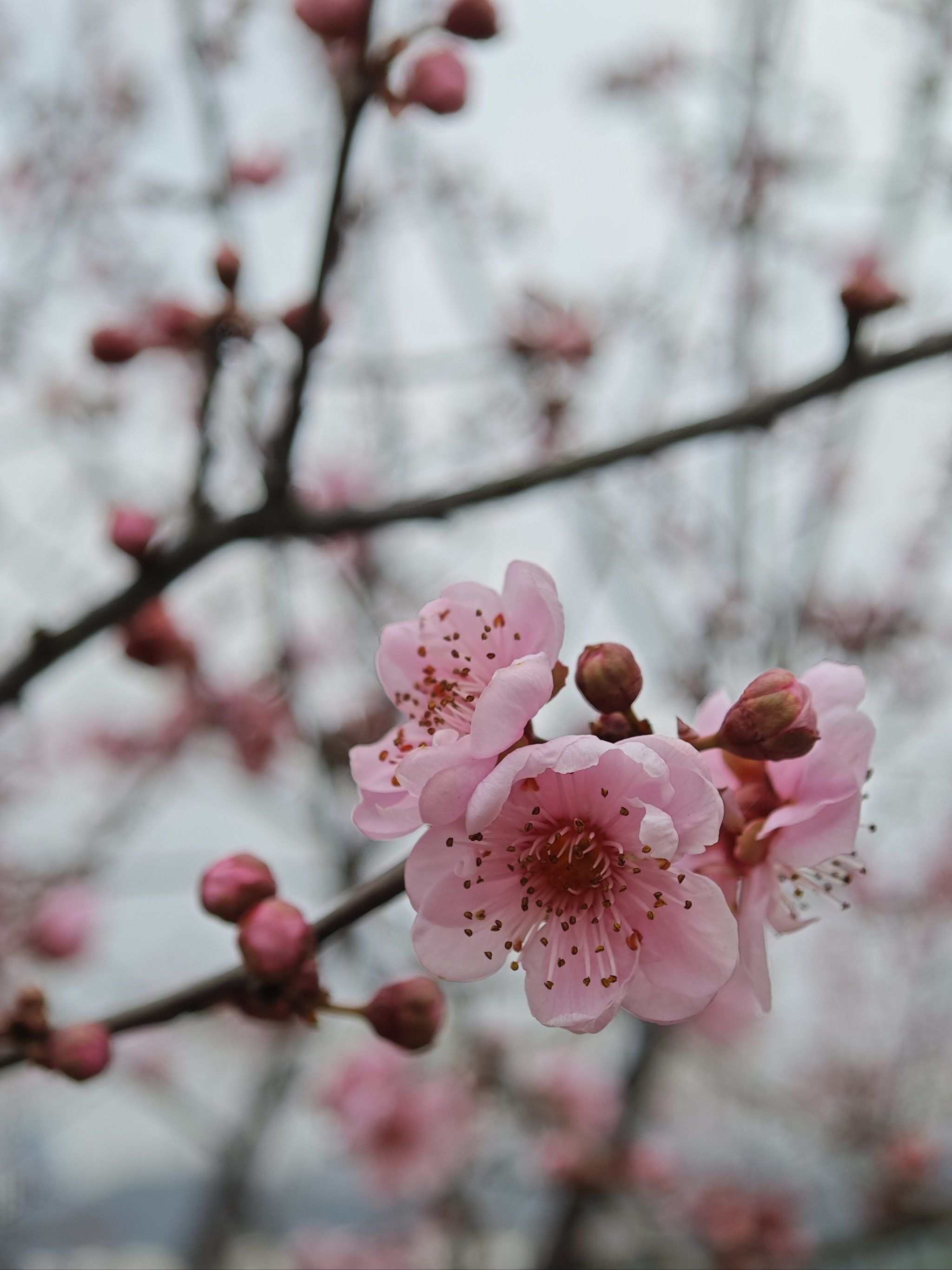 春日梅花开放美景