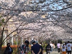 -高东镇樱花园