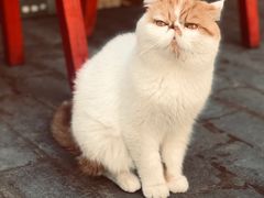 -喵屿·大理花园猫咖