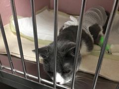 -谐和益家动物医院·免疫绝育·血液透析·宠保定点医院(高新伊藤分院)