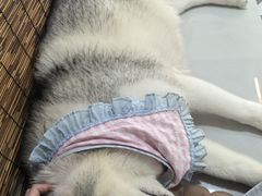 -星多哈·狗咖·拼豆·咖啡