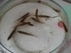 -白河湾生态旅游一条川