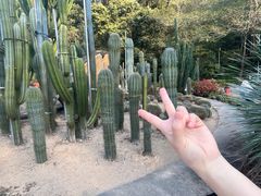 -深圳仙湖植物园