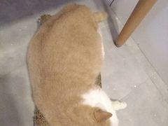 -三花喵·撸猫购宠·宠物生活馆(虹桥南丰城店)