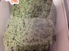 -金凤成祥(通州东关店)
